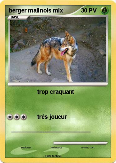 Pokemon berger malinois mix