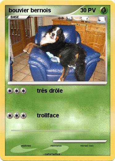 Pokemon bouvier bernois