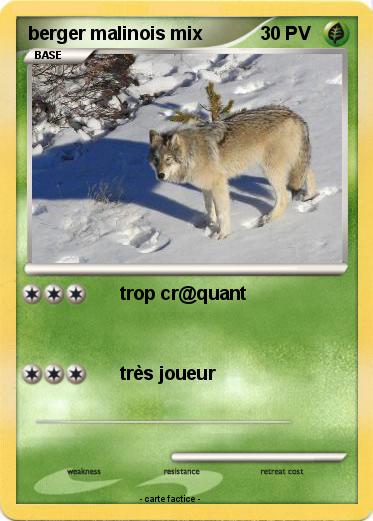 Pokemon berger malinois mix