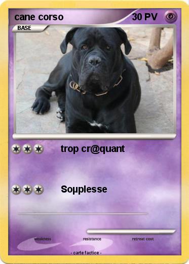 Pokemon cane corso