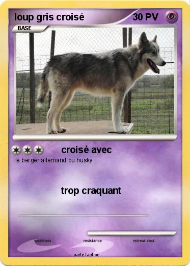Pokemon loup gris croisé