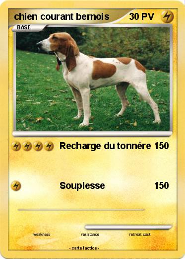 Pokemon chien courant bernois