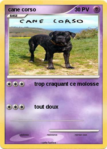 Pokemon cane corso