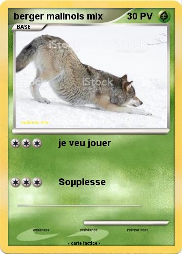 Pokemon berger malinois mix