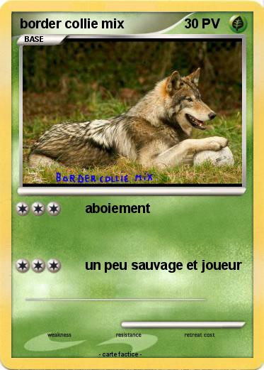Pokemon border collie mix