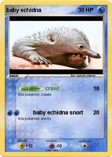 Pokemon baby echidna
