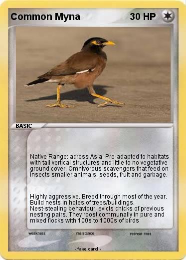 Pokemon Common Myna