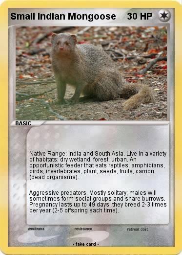 Pokemon Small Indian Mongoose
