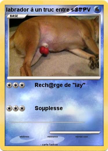 Pokemon labrador à un truc entre sa ****