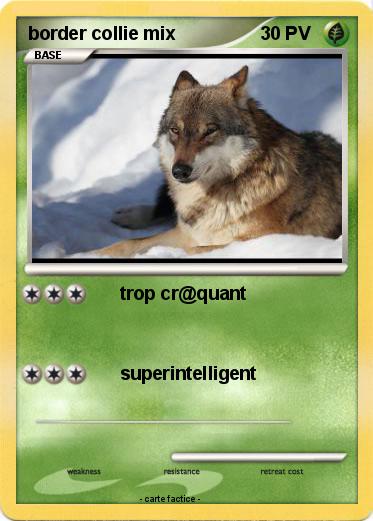 Pokemon border collie mix