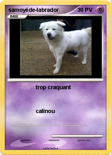 Pokemon samoyède-labrador