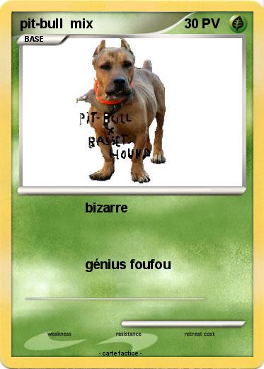 Pokemon pit-bull  mix