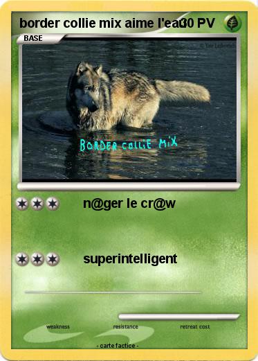 Pokemon border collie mix aime l'eau