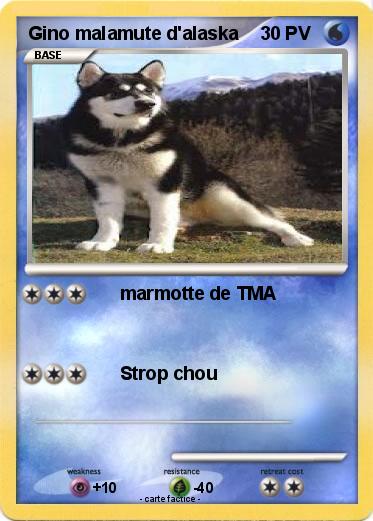 Pokemon Gino malamute d'alaska