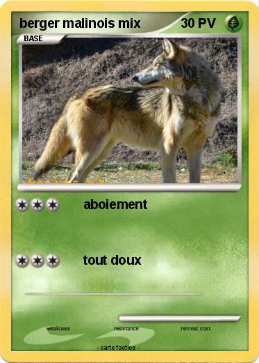 Pokemon berger malinois mix
