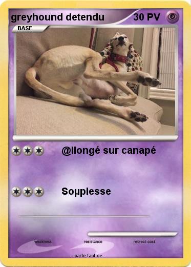 Pokemon greyhound detendu