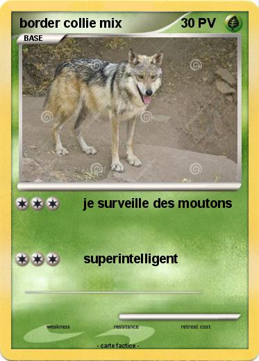 Pokemon border collie mix