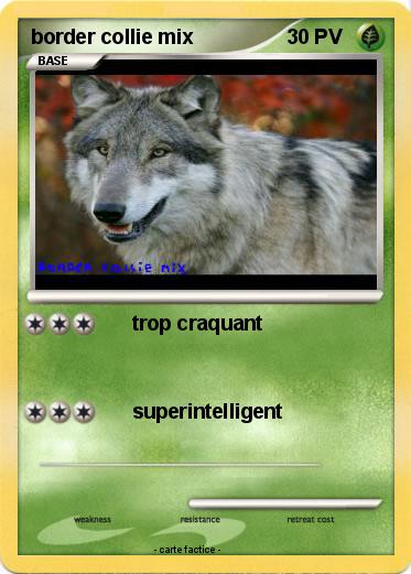 Pokemon border collie mix