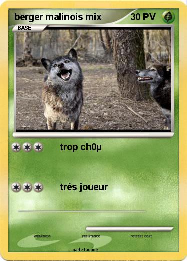 Pokemon berger malinois mix