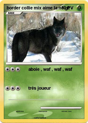 Pokemon border collie mix aime la neige