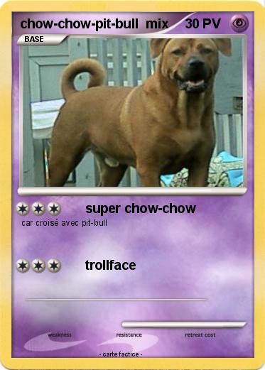 Pokemon chow-chow-pit-bull  mix