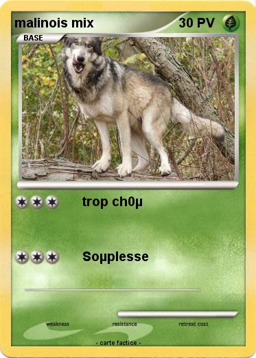 Pokemon malinois mix