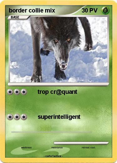 Pokemon border collie mix