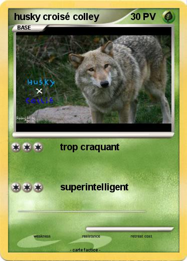 Pokemon husky croisé colley