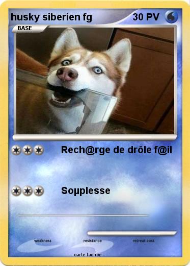 Pokemon husky siberien fg