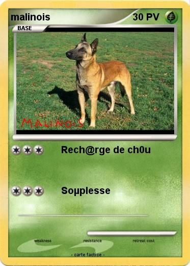 Pokemon malinois