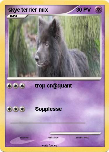 Pokemon skye terrier mix