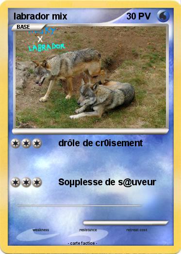 Pokemon labrador mix