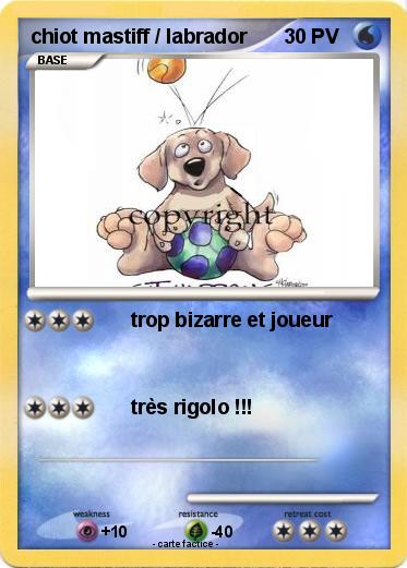 Pokemon chiot mastiff / labrador