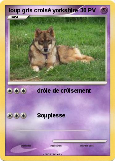 Pokemon loup gris croisé yorkshire