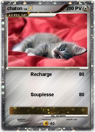 Pokemon chaton