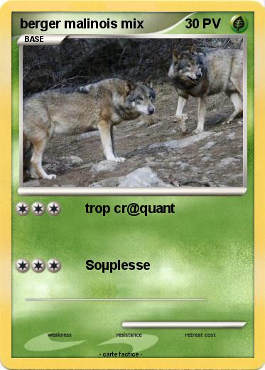 Pokemon berger malinois mix