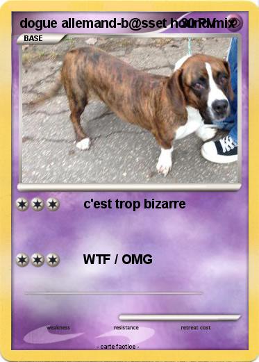 Pokemon dogue allemand-b@sset hound mix