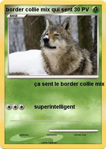 Pokemon border collie mix qui sent