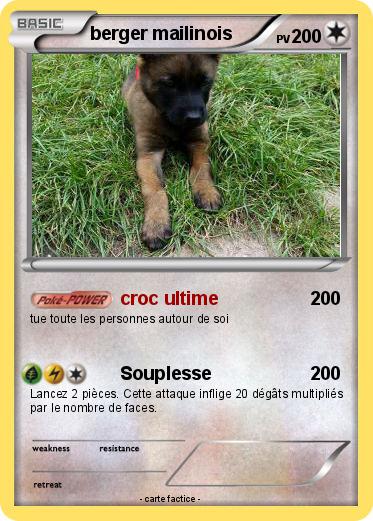 Pokemon berger mailinois