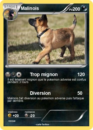 Pokemon Malinois