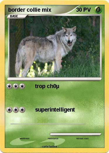 Pokemon border collie mix