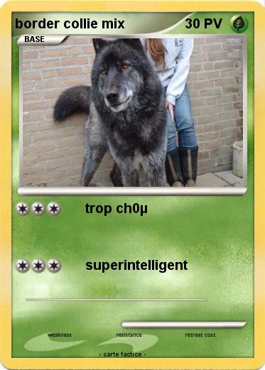 Pokemon border collie mix