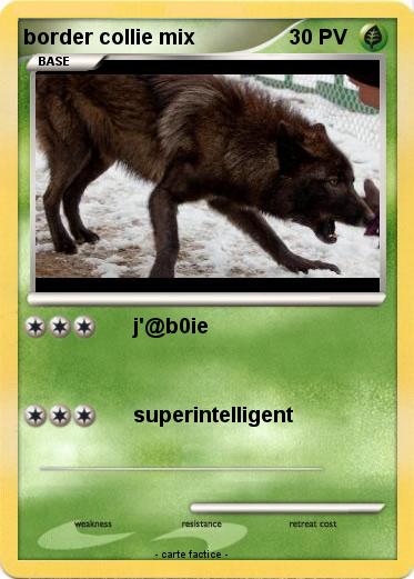 Pokemon border collie mix