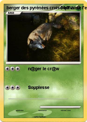 Pokemon berger des pyrénées croisé qui aime l'e@u