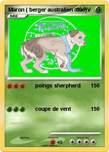 Pokemon Maron ( berger australien mix )