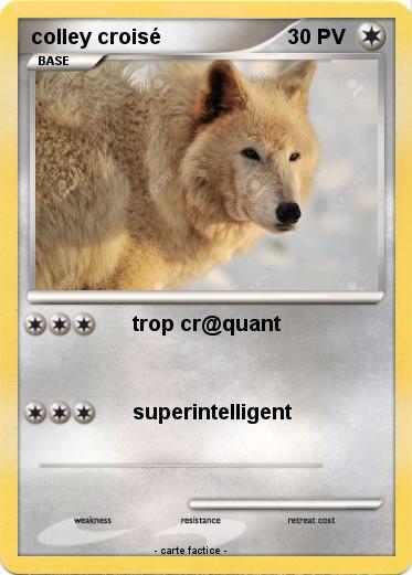 Pokemon colley croisé