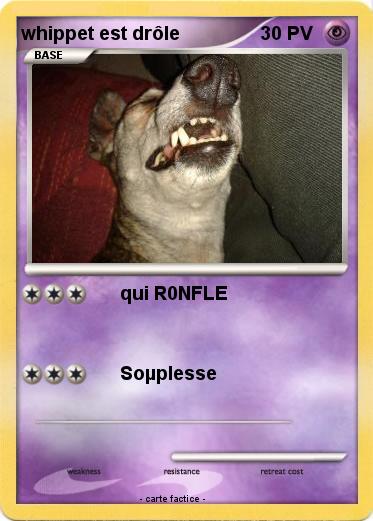 Pokemon whippet est drôle