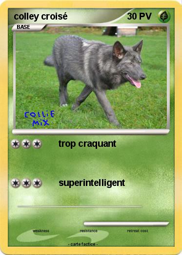 Pokemon colley croisé