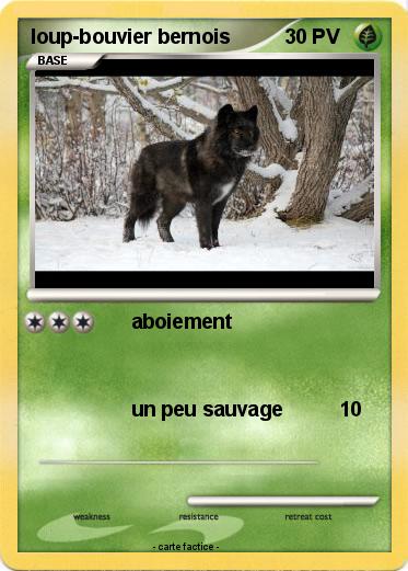 Pokemon loup-bouvier bernois