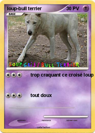 Pokemon loup-bull terrier